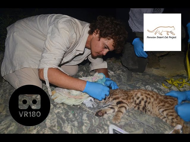 Wild Pampas Cat fitted for GPS Collar in 3D 180VR!