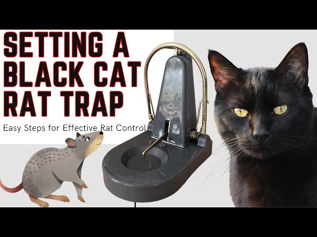 Black Cat Rat Traps are awesome to catch a rat that is hard to trap! How to set a Black Cat trap.