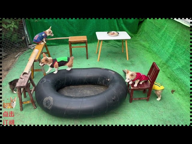 “Corgi Dog Food Challenge - How They Climb Obstacles to Get Their Food.”