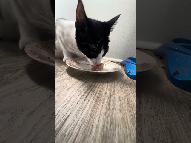 Saimin’s Breakfast - Kitty ASMR. #cats #asmr #котики