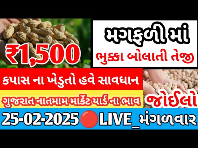 નવી મગફળીના બજાર ભાવ | મગફળીના આજના બજાર ભાવ | ગોંડલ મગફળીના ભાવ | Gondal marketing yard 03.02.2025