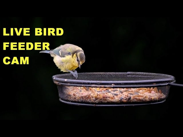 Garden Birds Galore Live Bird Feeder Cam