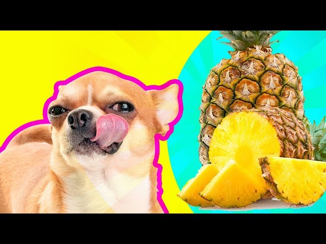 Can Dogs Eat Pineapple? | MUST WATCH For Responsible Pet Owners