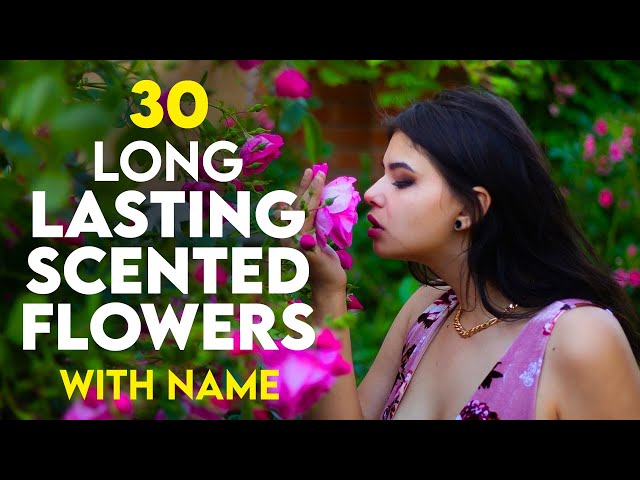 Top 30 Long Lasting Scented Flower Plants in India | Best Perennials for Lasting Fragrance Flower