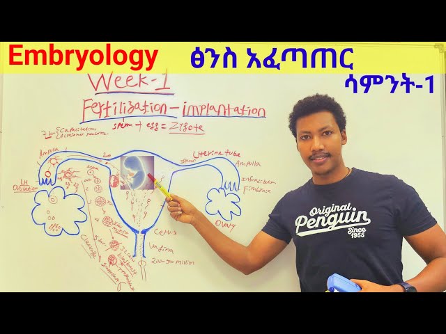 Week- 1️⃣ Embryology 🛑የእርግዝና  አፈጠጣርና የመጀመሪያው ሳምንት የፅንስ እድገት #embryology #fertilization #implantation