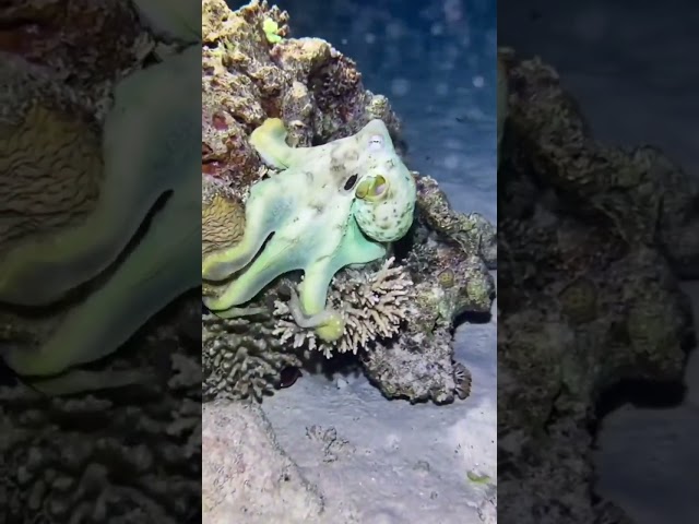 Watch This Octopus Become Invisible in Seconds! Nature's Ultimate Master of Camouflage #naturelovers