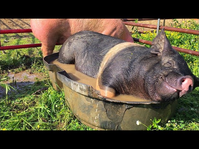 Happy As A PIG In The Sunshine | The Summer Of Our DREAMS