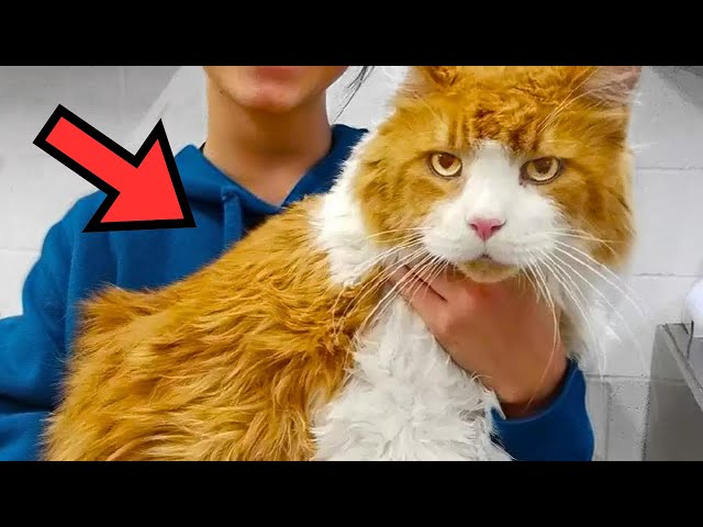 A giant cat was abandoned at the shelter. Hours later, the unthinkable happens!