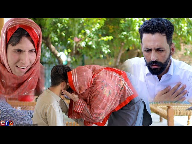 Shaki kasan | Buner Vines