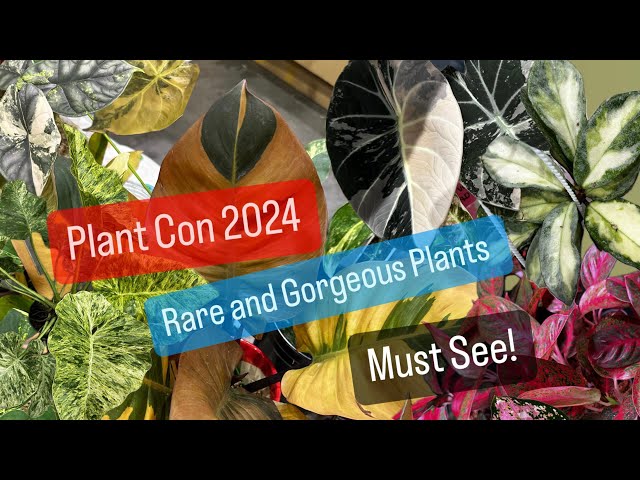 Plant Con 2024 Rare Plants Houston Texas NRG Convention Center Plant Shopping