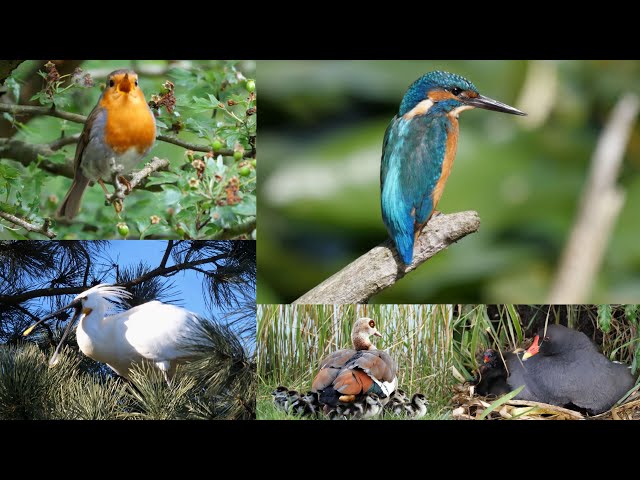 Birds of the Netherlands, their song, call or sound. 118 species.