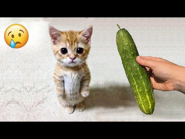 Funny Animal Videos 2023 😇 - Funniest Dogs and Cats Videos | Viral Fun😁 EP -36