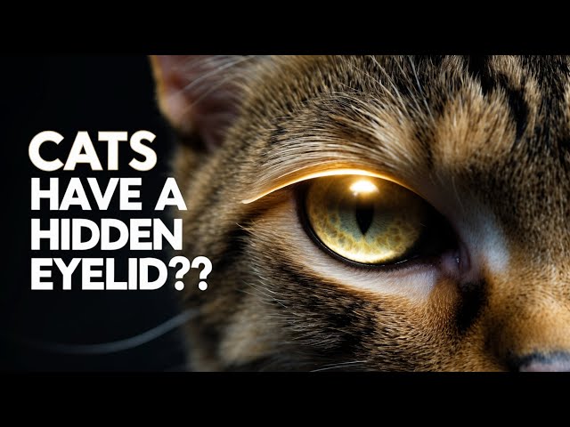 Why do CATS Have a THIRD EYELID?