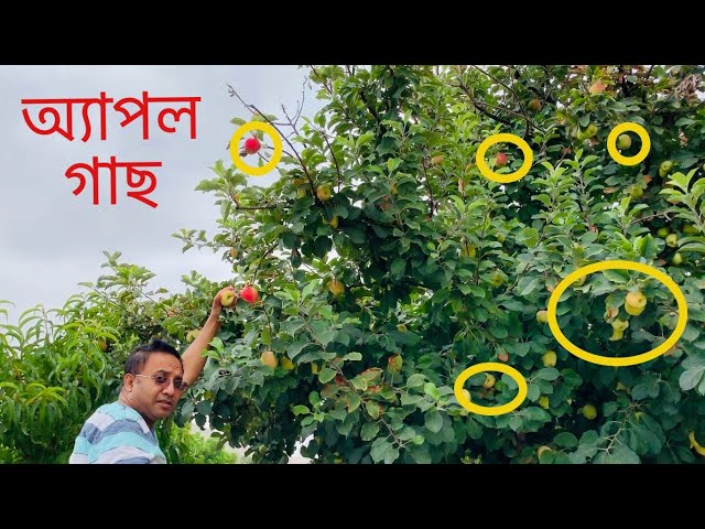 আপেল গাছ অনেক আপেল Apple Tree in California USA