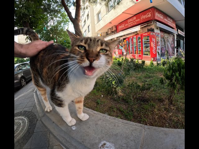 homeless cat sounds like my grandma.