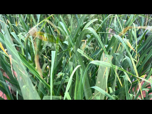 How to cut garlic scape?