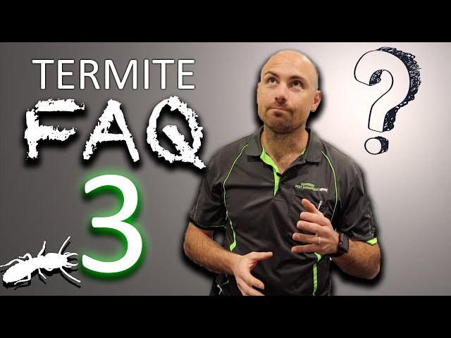 Termite FAQs - PART 3