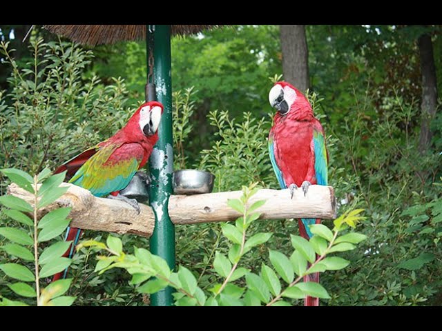 Arriving at Parrot Mountain and Gardens  - 360 Degree - 5k - VR Experience