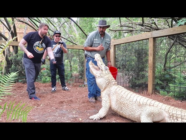 Personal Tour of Gatorland Orlando - Inside The Newest Attraction / Up Close With Alligators & MORE