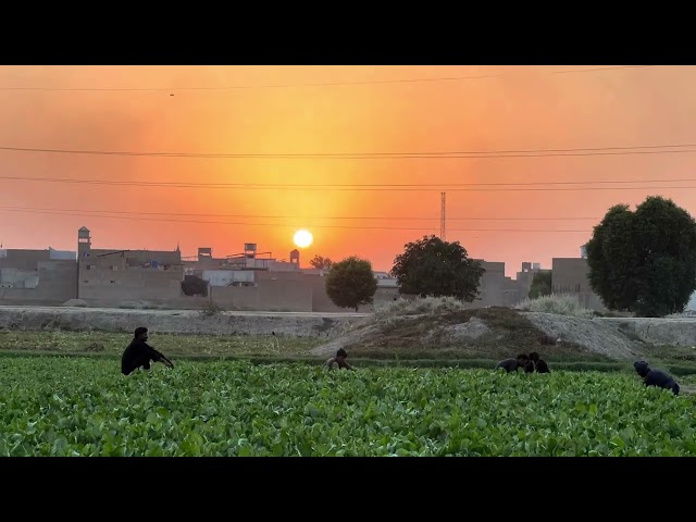 “Palak Ki Fasal Ke Sath Khubsurat Sunset ka Nazara aur Halki Awaaz - Peaceful