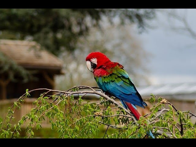 4K Birds of the world- wildlife film with sound and colorful birds from around the globe.