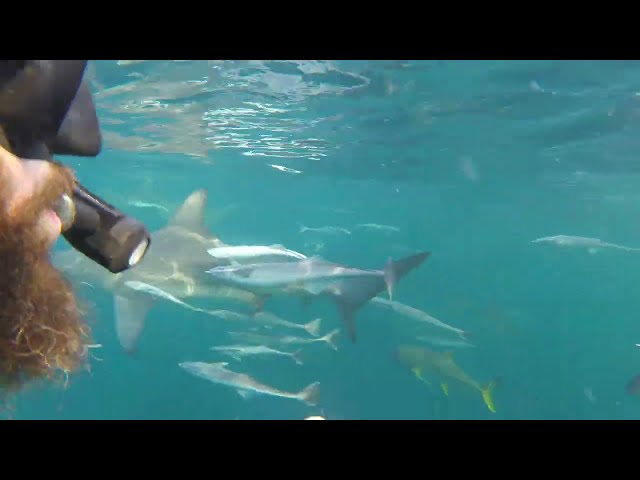 Free-diving with #sharks in #southafrica