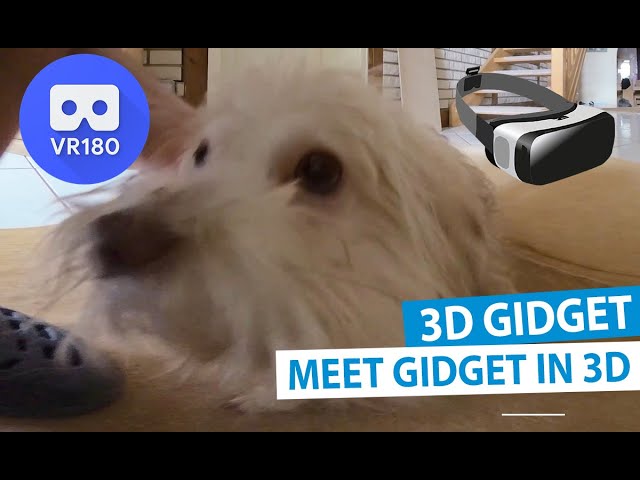 3D Meet Gidget - Pets in 3D [VR180]