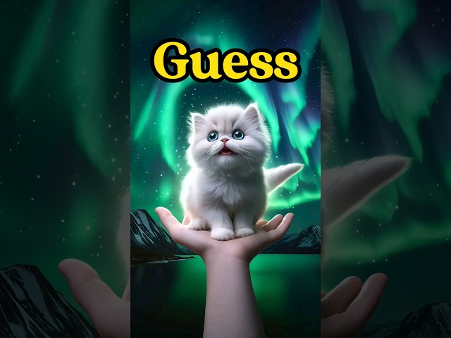 【CAT STORY】GUESS Which country's Tromsø is known for Northern Lights? #Quiz #shorts #subscribe