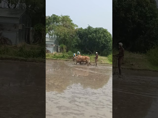 #விவசாயம் #barish #tamilagriculture #animalfarming #vivasaye #cattlefarming #automobile #vivasa