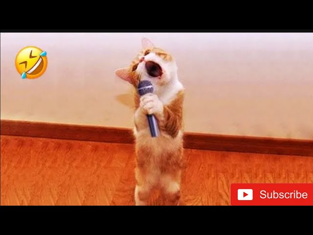 Funny Dogs And Cats Videos 2024 😅 - Best Funniest Animal Videos Of The week #6