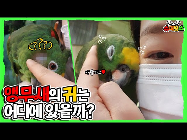 (SUB) This is huge~  We had no idea parrot's ear looks like that! 🦜│Everland Super Wings