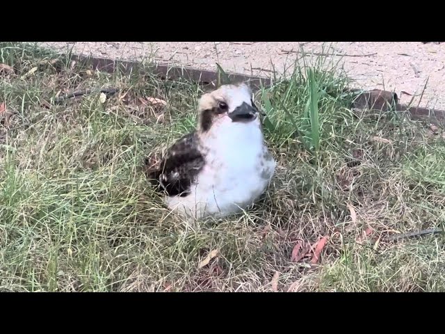 Cute Baby Kookaburra Twins Hunting and Taking 😍