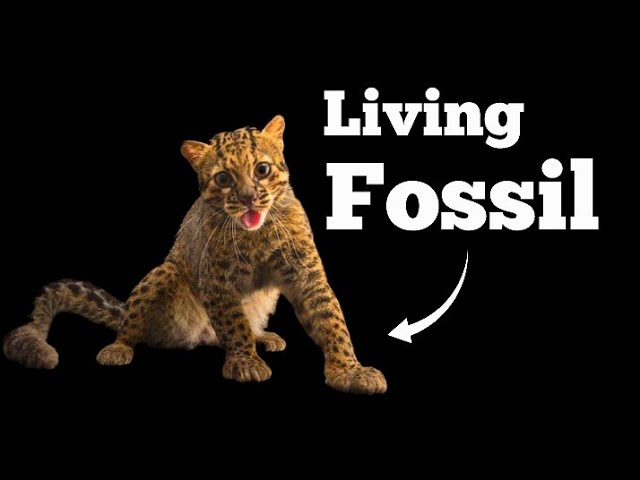 The most Prehistoric Cat : Marbled Cat ( Documentary ).