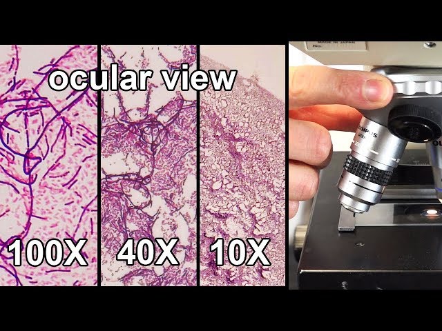 How to Focus a Microscope & How the Field of View Changes