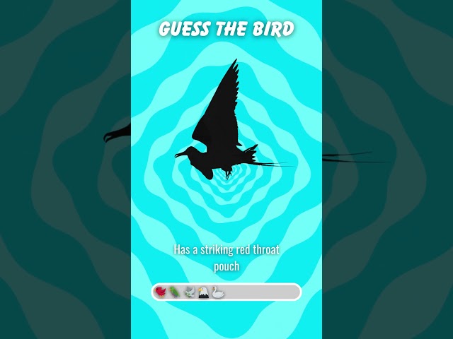 Guess the Bird by Its Hint! #BirdChallenge #ShortsTrivia #quiz #trivia