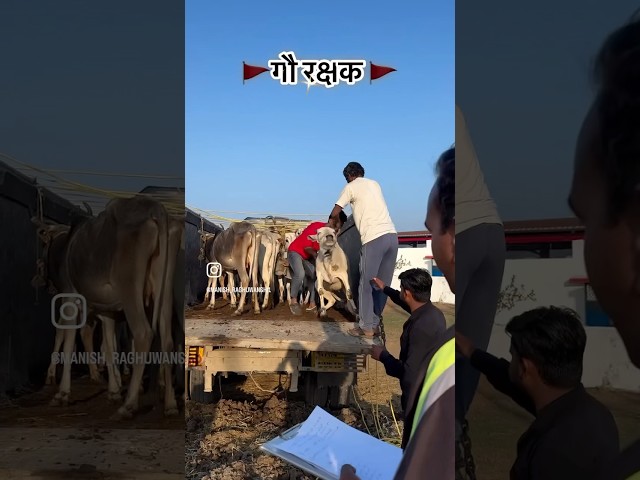 #jaigaumata #jaishreeram #subscribe #cow #bafflos #farming #farming #farming #buffelo #farming 🥺🙏